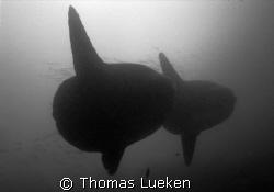 2 Mola Mola , Galapagos, Nikonos V by Thomas Lueken 
